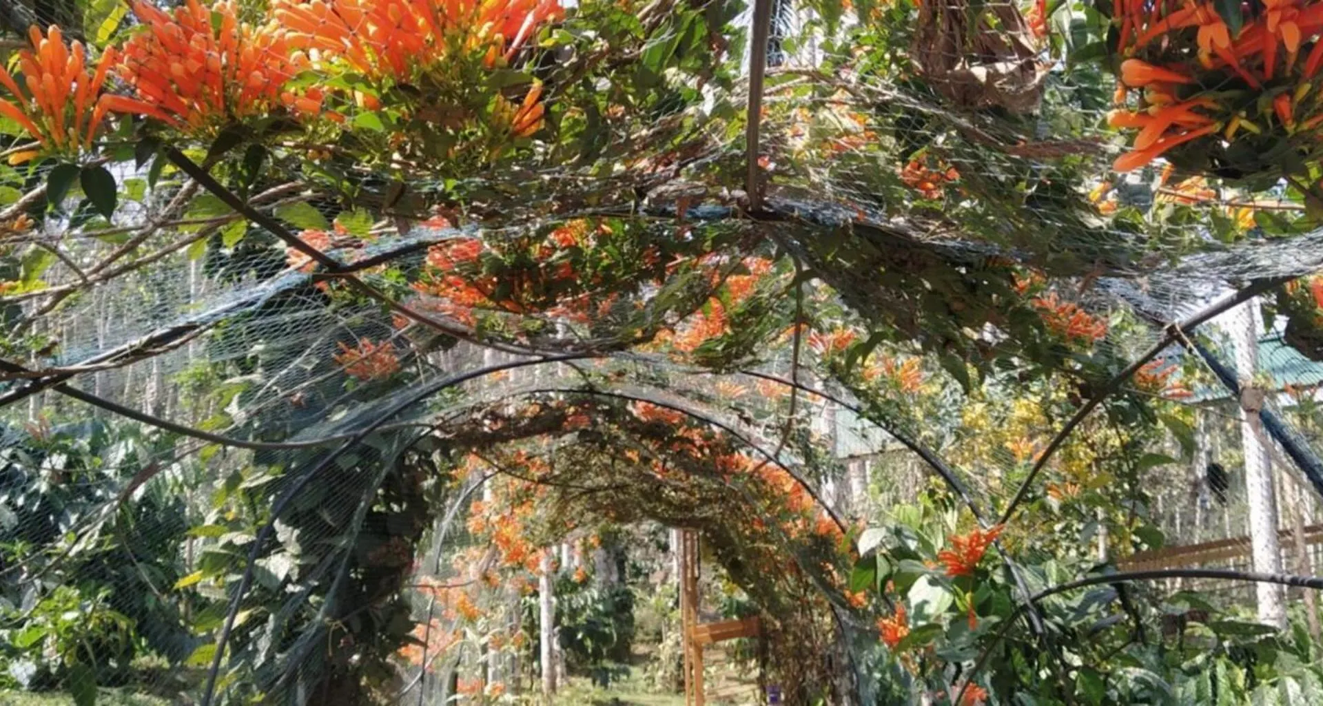 Resort Greensvista Wayanad Ac Pillar Homestay Near Natural Stream Sultan Bathery India