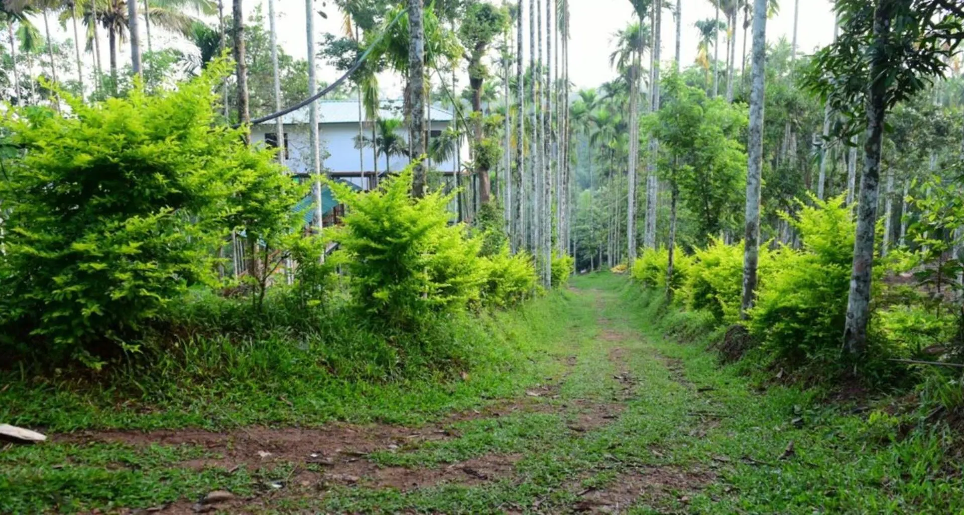 Greensvista Wayanad Ac Pillar Homestay Near Natural Stream Sultan Bathery 0*,